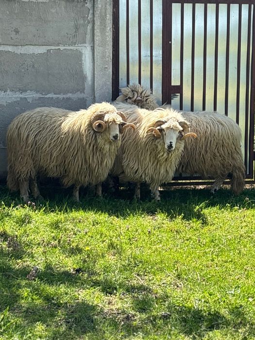 Berbeci deosebiți de vânzare – crescuți de mici, foarte bine îngrijiți
