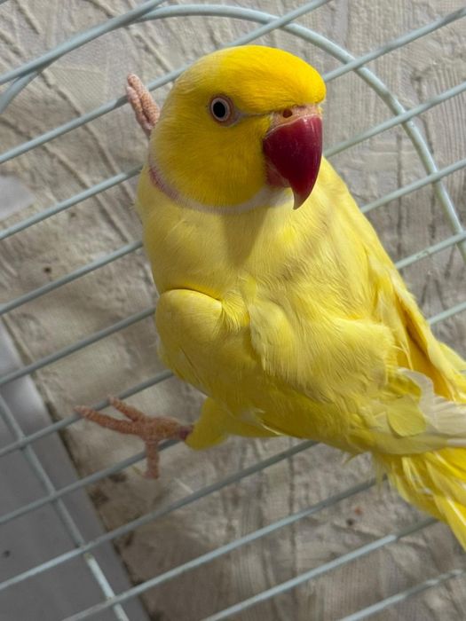 Ожереловые попугаи пара