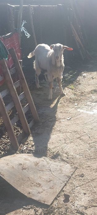 Продавам пръч на 10 месеца