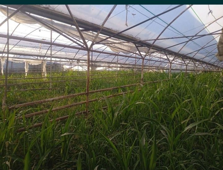 Таер бизнес типлиса сотилади