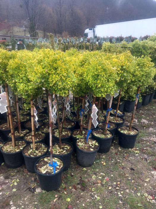 Mesteacăn , tei de floare, frasin