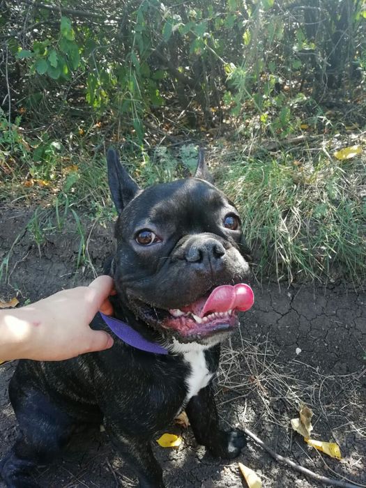 Вязка французского бульдога