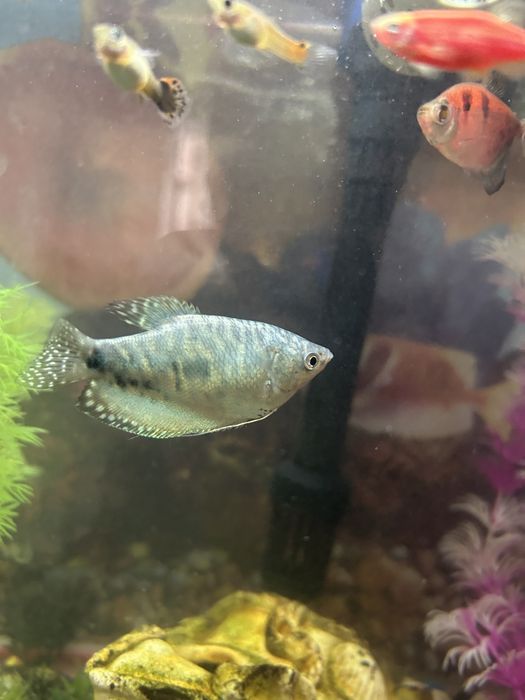 Аквариумный рыба Гурами продоется срочно