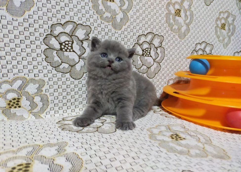 Шикарные Британские Малыши.