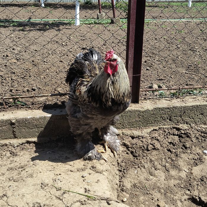 Găini brahma albastru