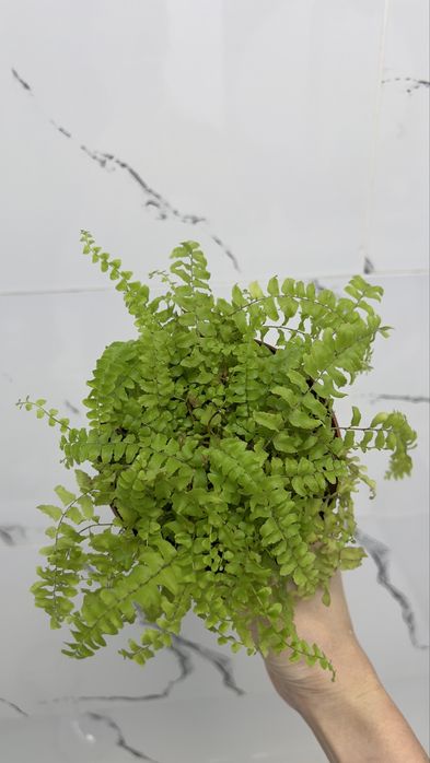 Папоротник Нефролепис Бостон