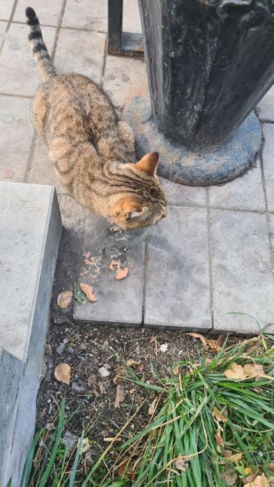 Кот найден! Срочно