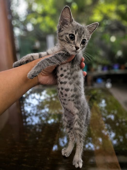 Ищу дом котёнку мальчику