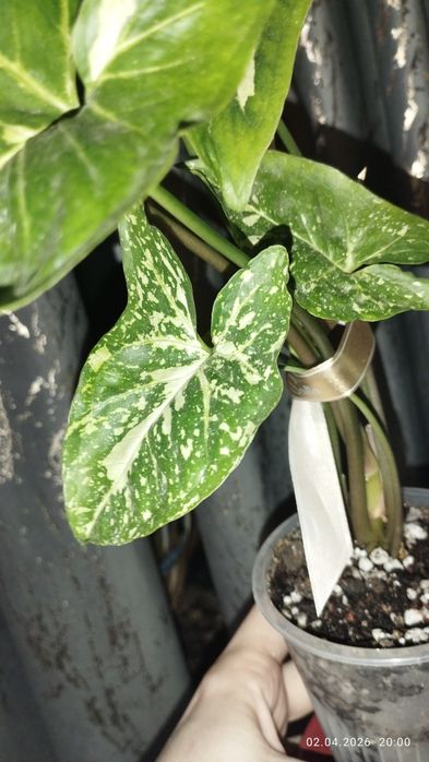 Продается Шикарный Сингониум Панда