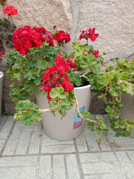 цветы герань и тд.