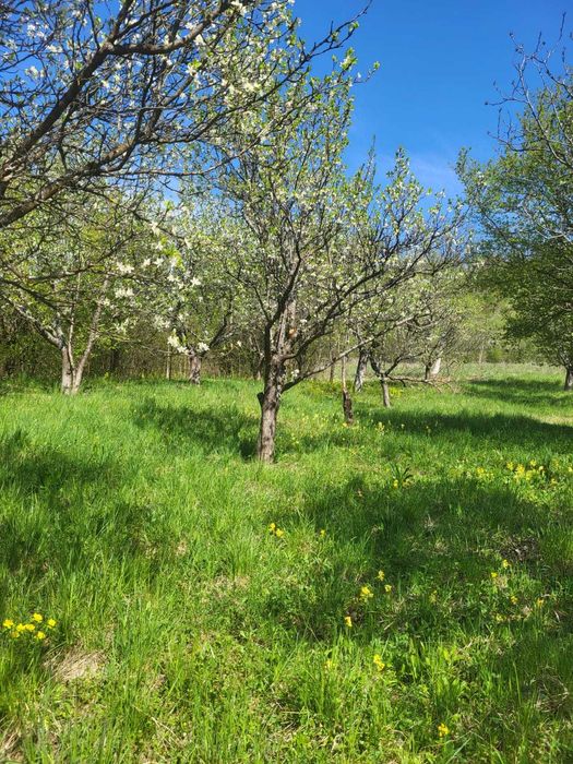 Teren intravilan de vanzare 15 ari Valea Jelnei/Jelnii