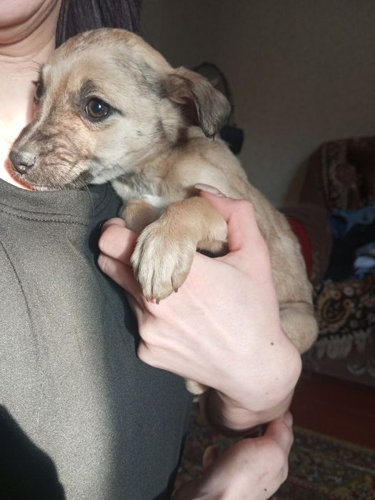 Отдаём в добрые руки 4 девочки