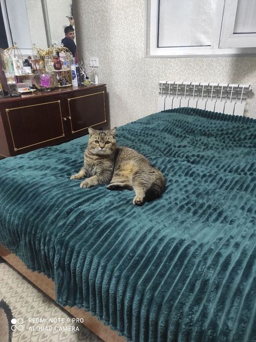 Вязка шеншело и скотч