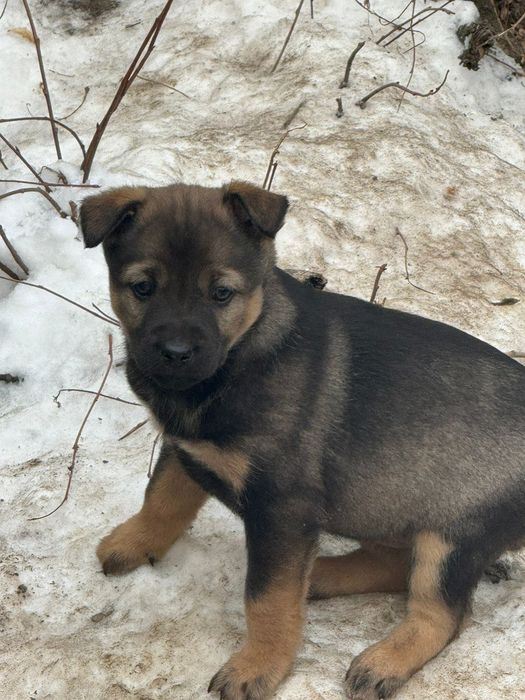 Щенки малыши ищут дом