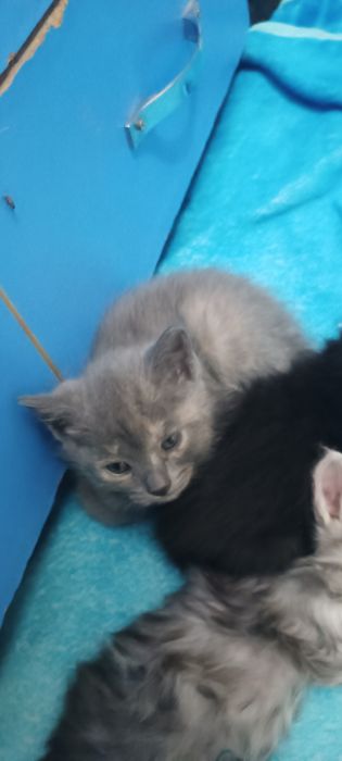 Котята породистые