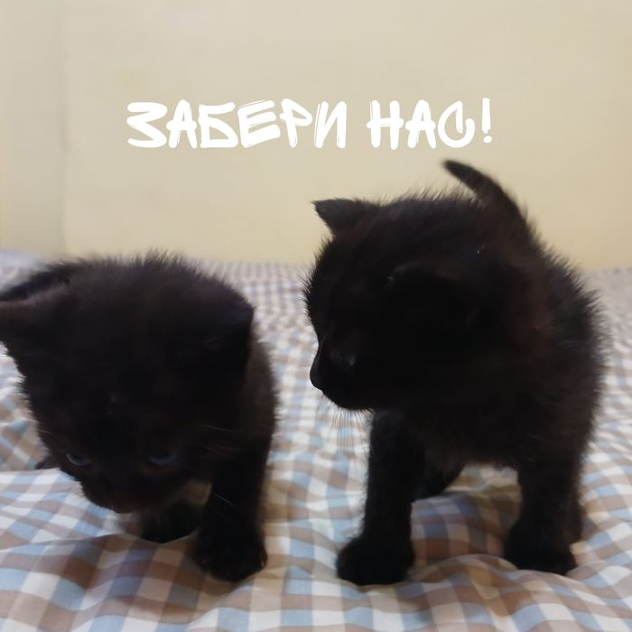 Срочно ищут дом! Котятя
