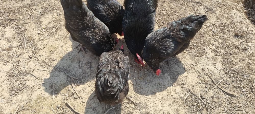 Avstralorp Qora zotli tovuq tuxumlari sotiladi