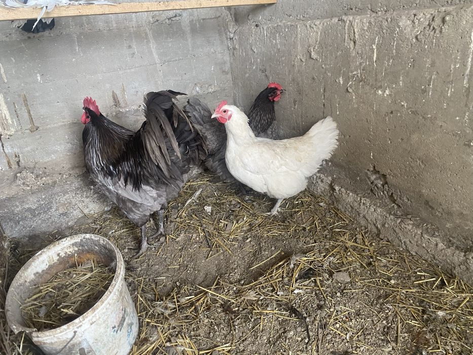 Vand familie Australorp 2+1