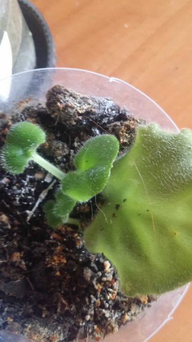 Фиалка комнатная [ детка ]