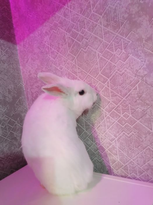 Кролик декоративный