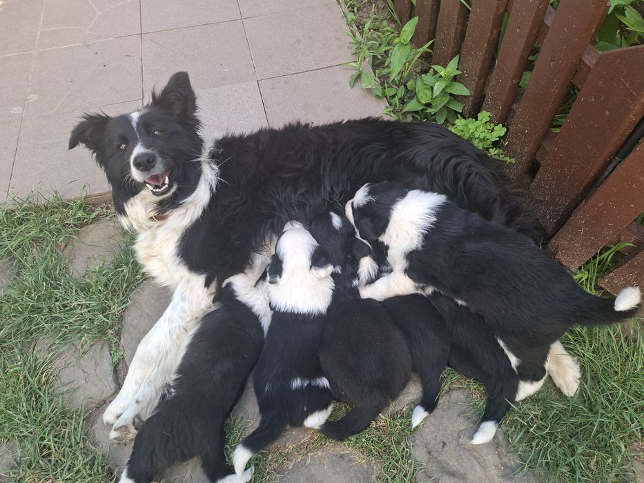 Pui border collie pur