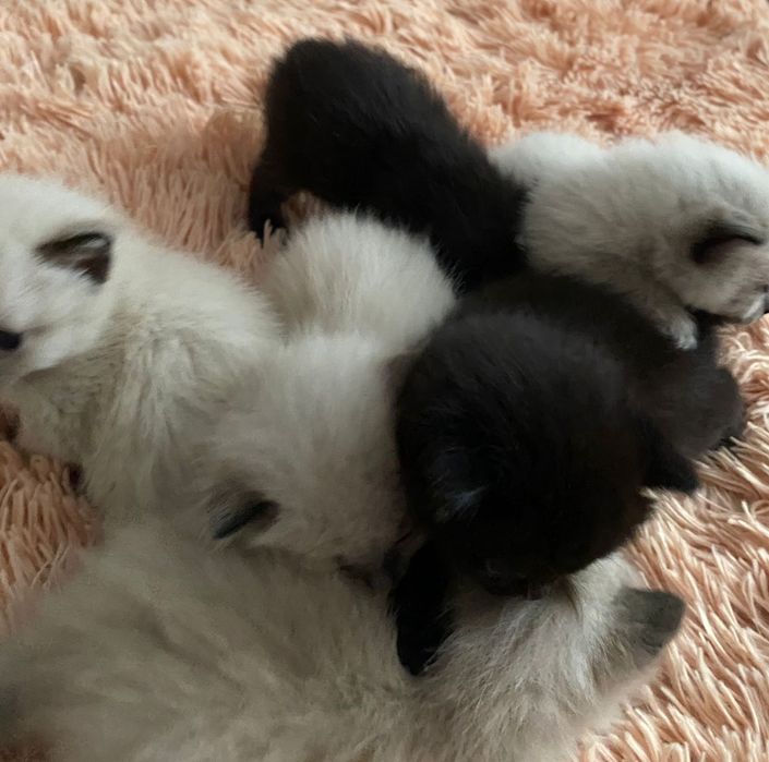 Котята бесплатно