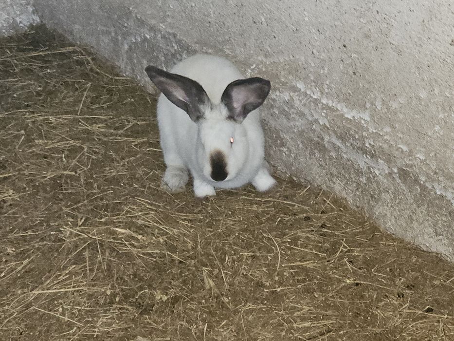 Iepuri Uriaș de Transilvania