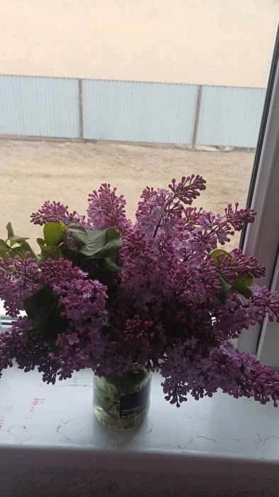 Сирень 1000тг ...и вышеее