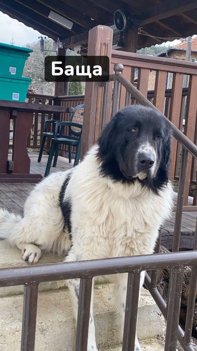 Каракачанска овчарка чистокръвна