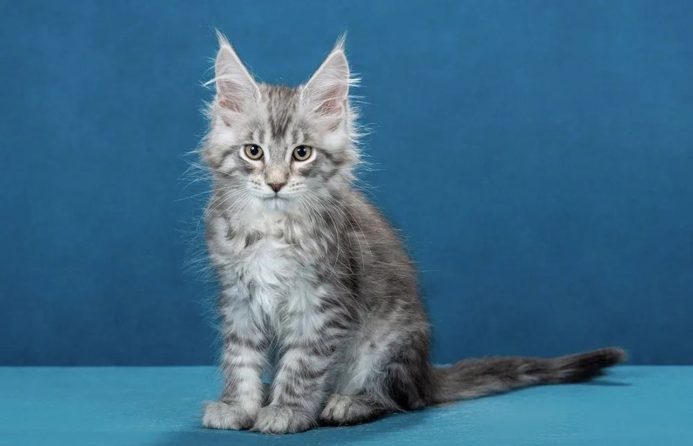 котята майнкун питомник Pubus Arktikus Pubus