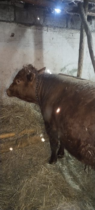 Продам двух быков с откорма