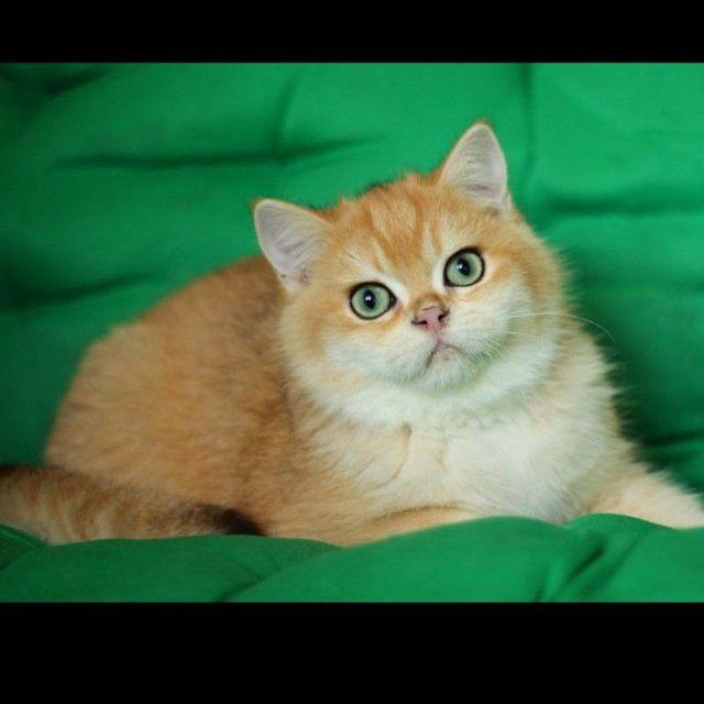 Золотая Шиншыла N12 сотилад!