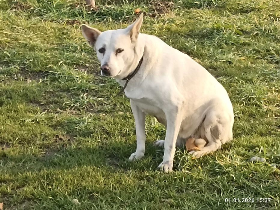 Кто потерял собаку?