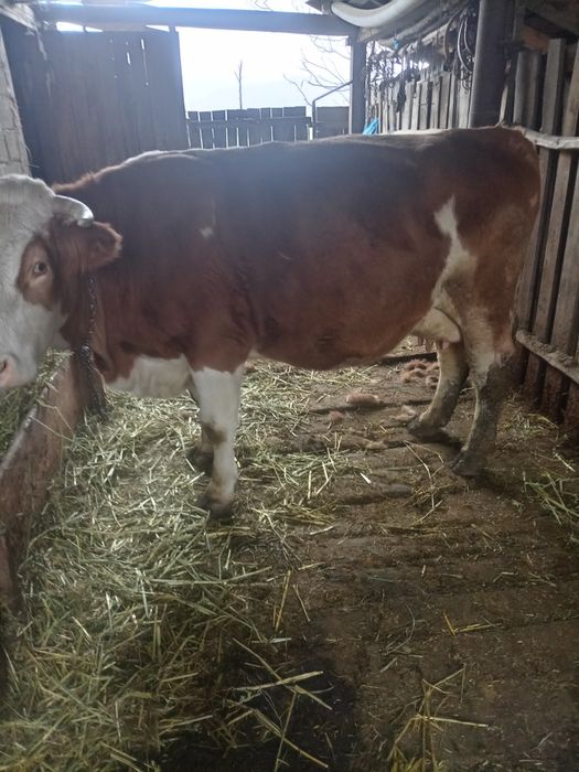 Bălțata românească