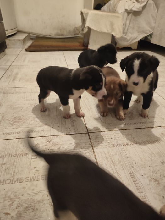 Щенки , бесплатно