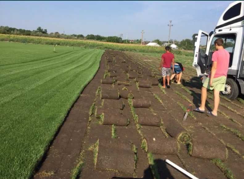 Gazon Natural cu Rădăcină Puternică – Curte Verde în Timp Record
