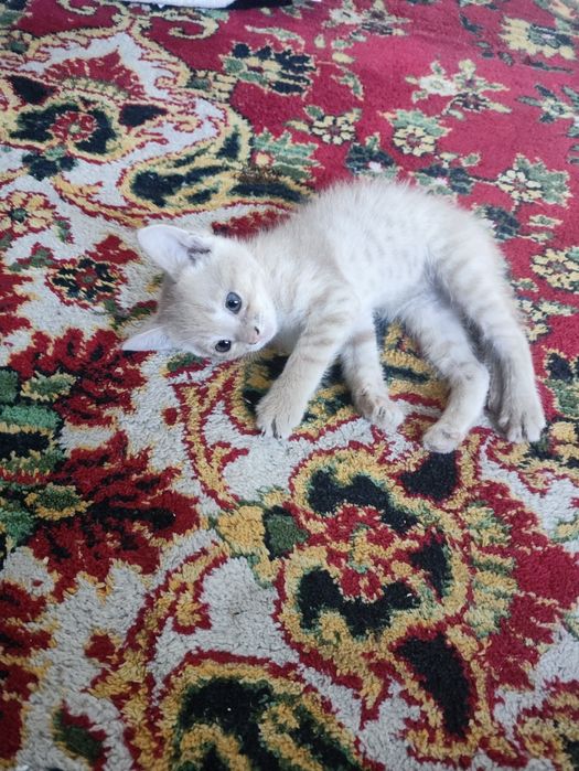 Котёночек Девушка Отдам Добрые Руки