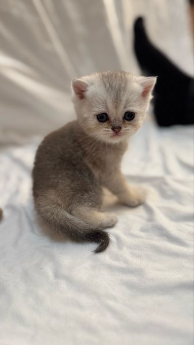 Продаются котята  британские шиншилллы