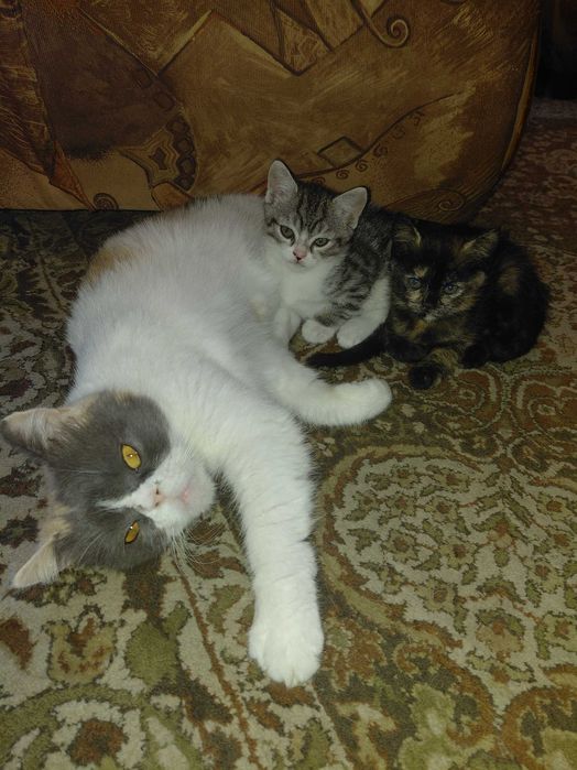 Подарявам котенца