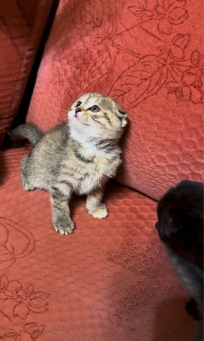 Вислоухие шотланские котята (скоттиш фолд)