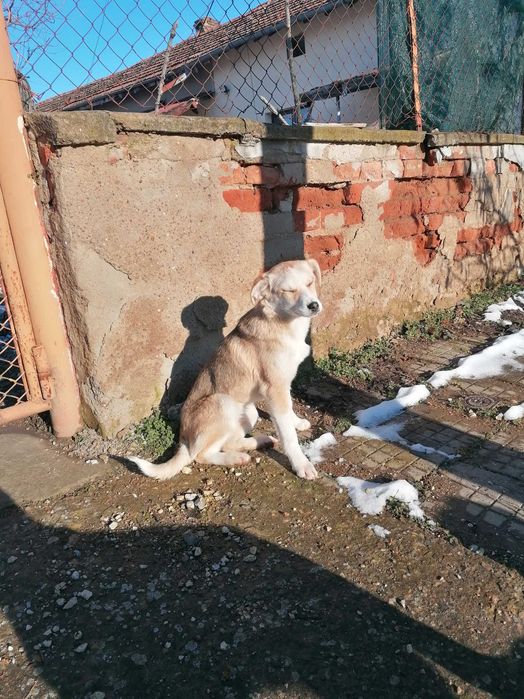 Подарявам кученца