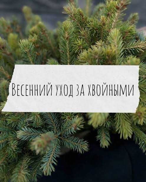 Обработка хвойных растений