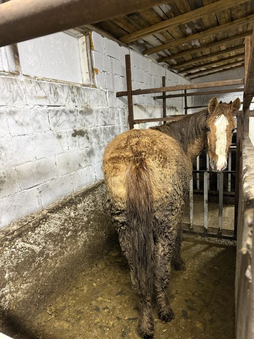 Тайлар  стоит на откорме