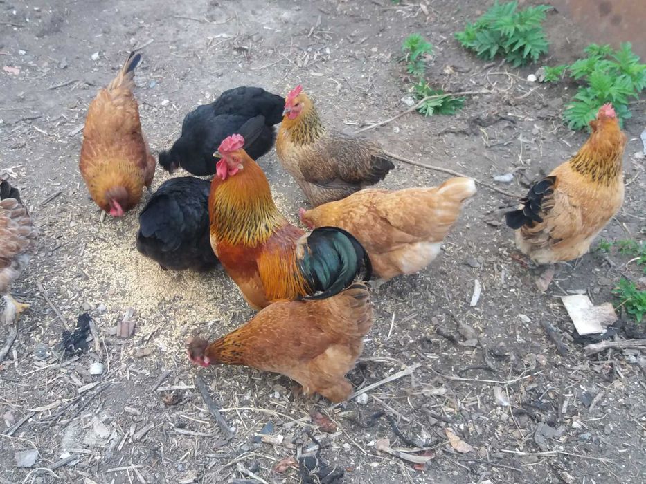 Продавам зелени оплодени кокоши яйца за люпене!