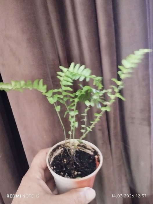 Папоротник комнатный