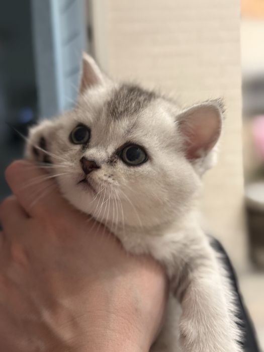 Котята серебристой шиншиллы скотиш страйт