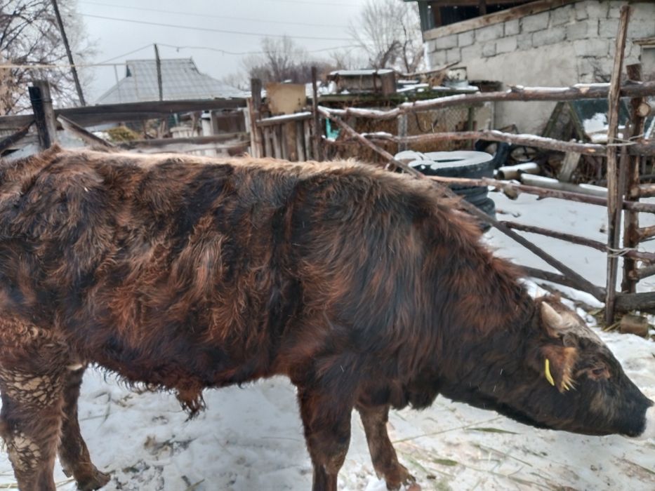 Продаю бычков !!