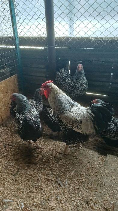 Продам виандот серебро