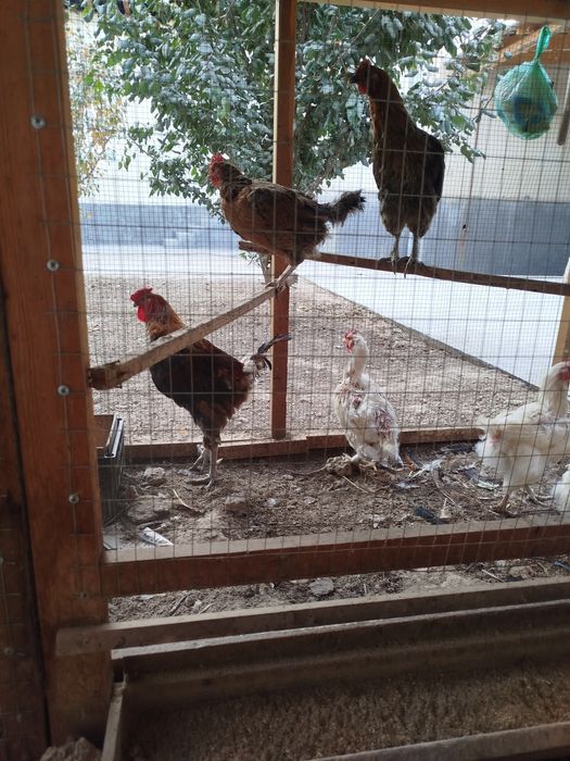 Uy tovuqlari 1.5 yillik