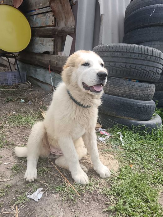 Алабай щенок девочка